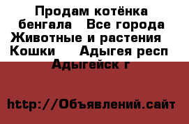 Продам котёнка бенгала - Все города Животные и растения » Кошки   . Адыгея респ.,Адыгейск г.